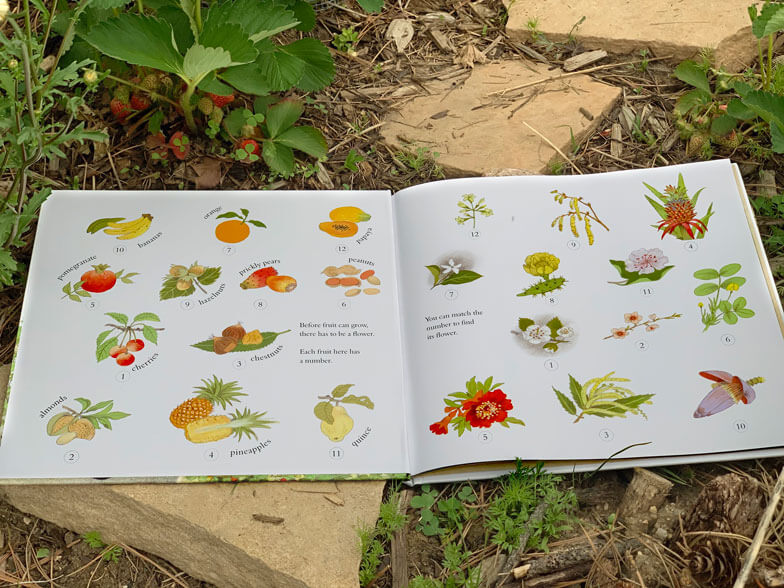 How Does My Fruit Grow? book by Gerda Muller